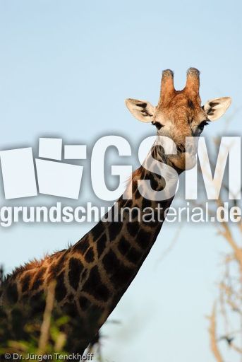 Giraffe (59 von 94).jpg